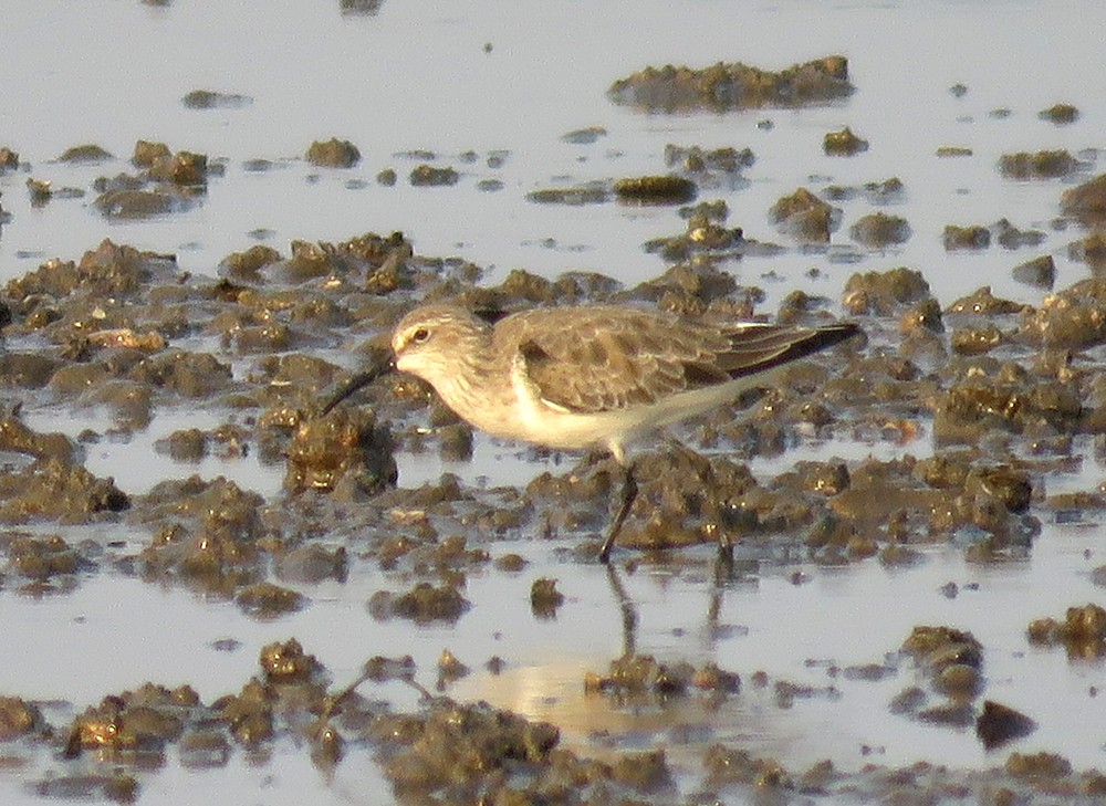 jespák křivozobý - ML647219636