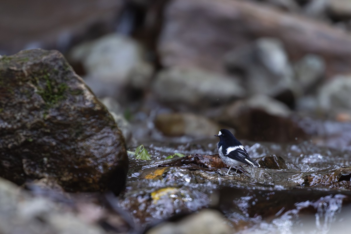 Little Forktail - ML647219637