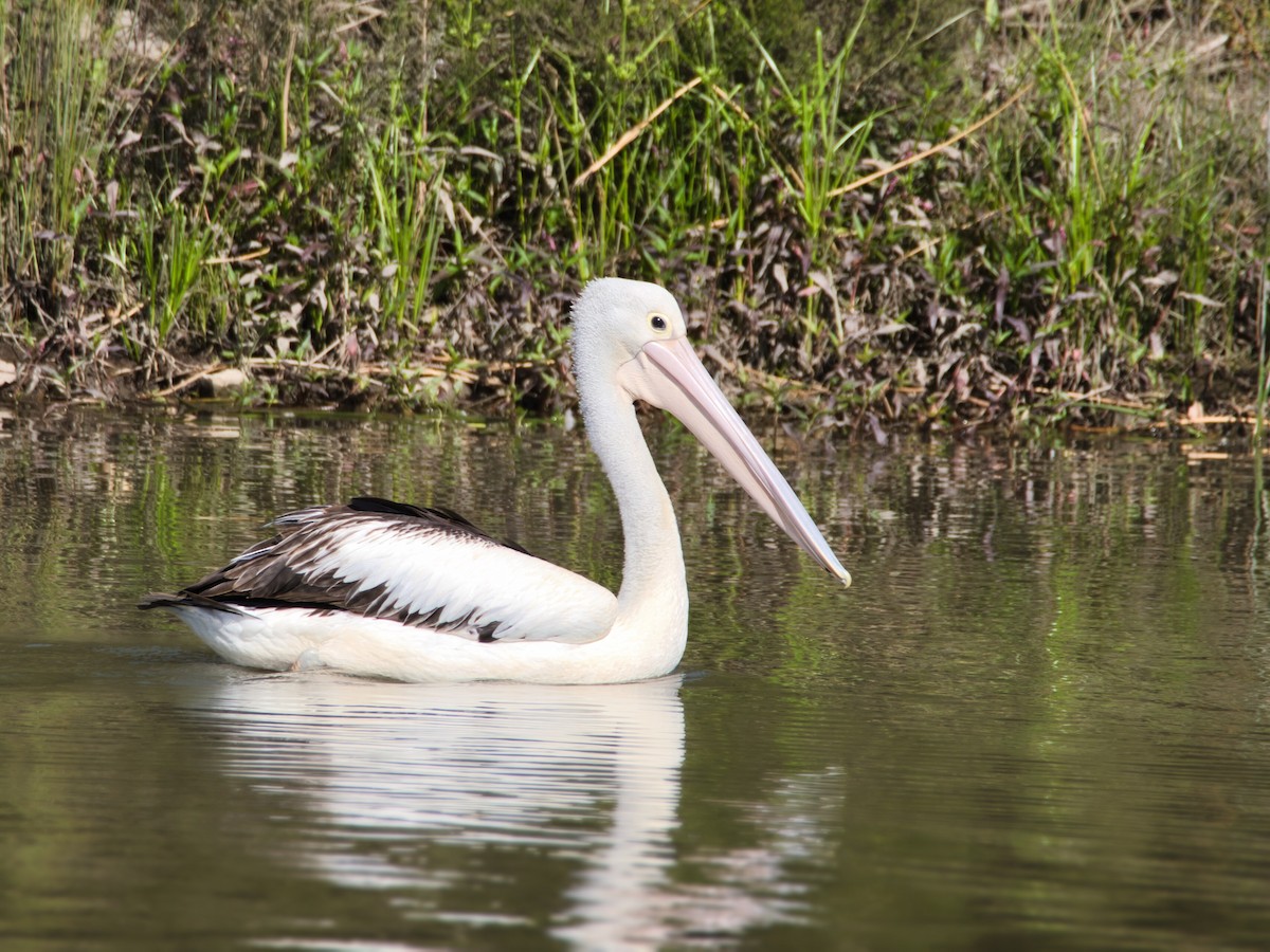 Avustralya Pelikanı - ML647219642