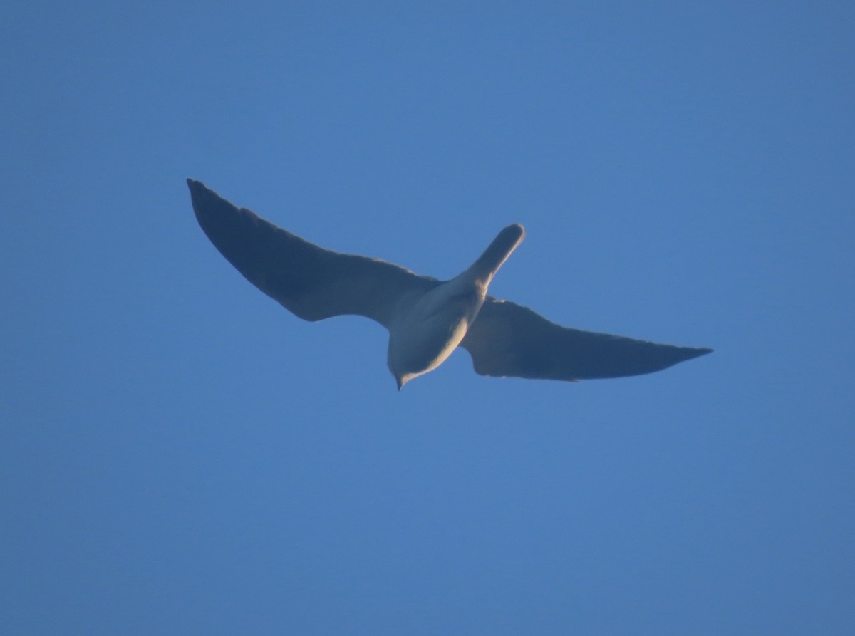 luněc americký - ML647219643