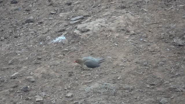 Red-billed Oxpecker - ML647219651