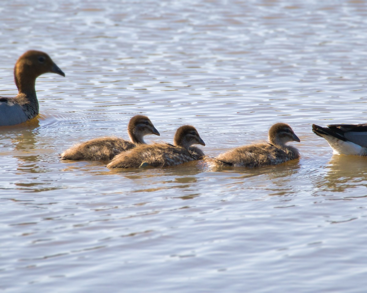 Yeleli Ördek - ML647219652