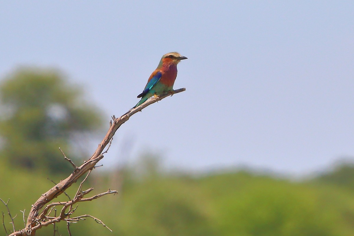 Lilac-breasted Roller - ML647219657