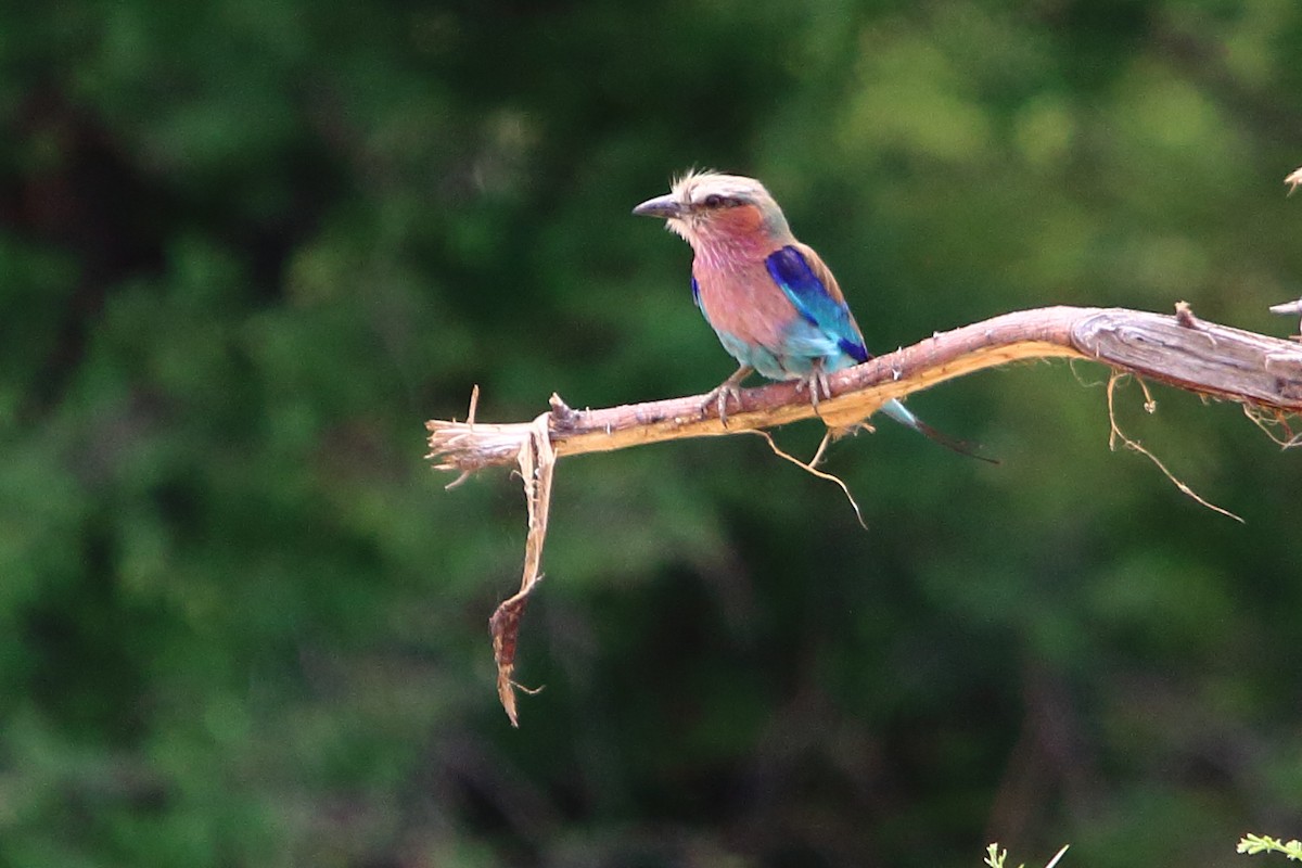 Lilac-breasted Roller - ML647219658