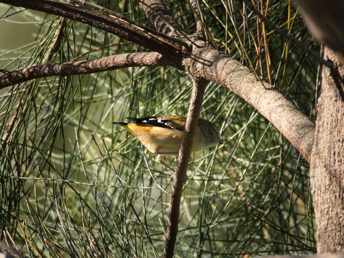 Benekli Panterkuşu - ML647219675