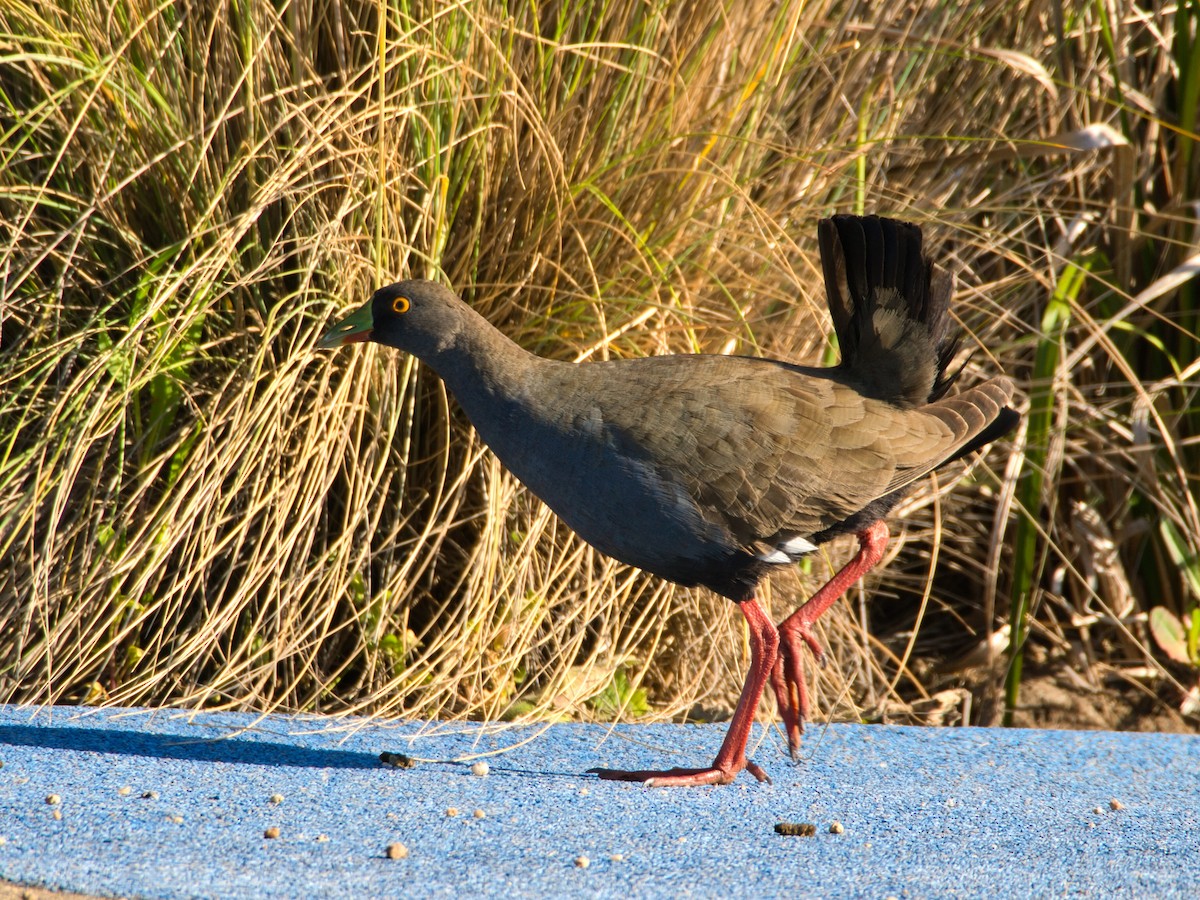 Kara Kuyruklu Yertavuğu - ML647219677