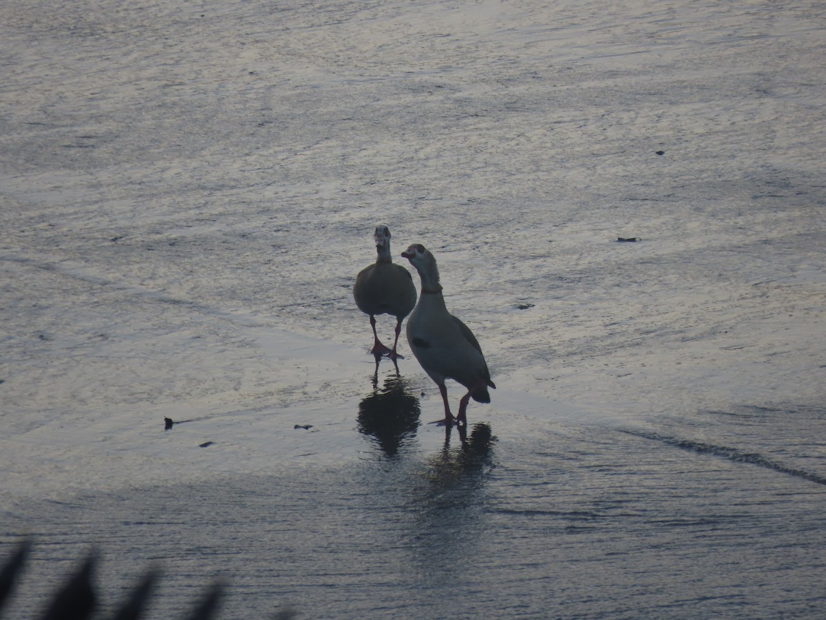 husice nilská - ML647219679