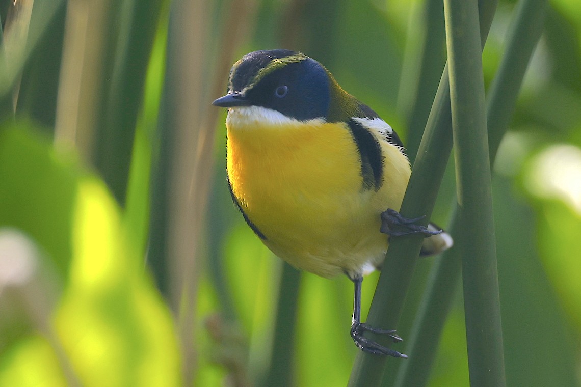 Many-colored Rush Tyrant - ML647219687