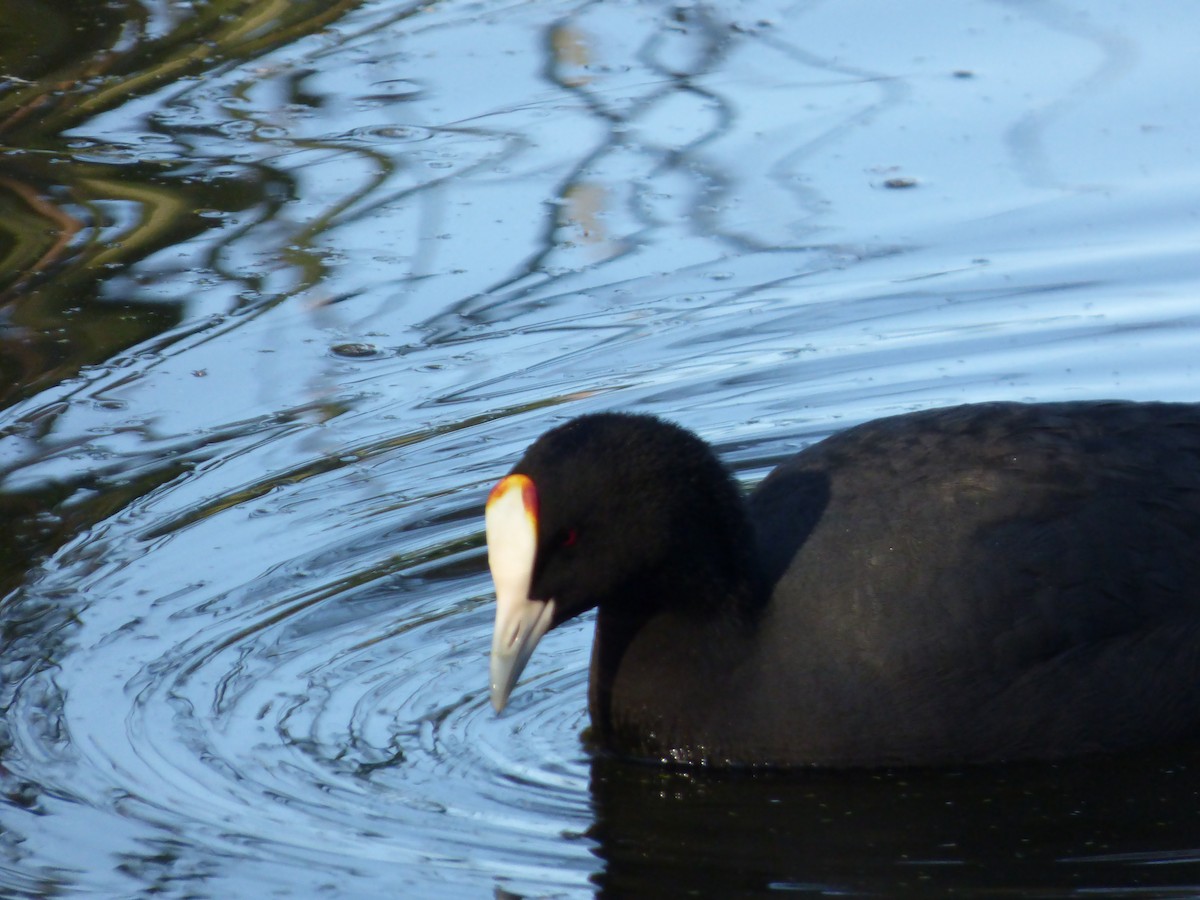 Eurasian x Red-knobbed Coot (hybrid) - ML647219706