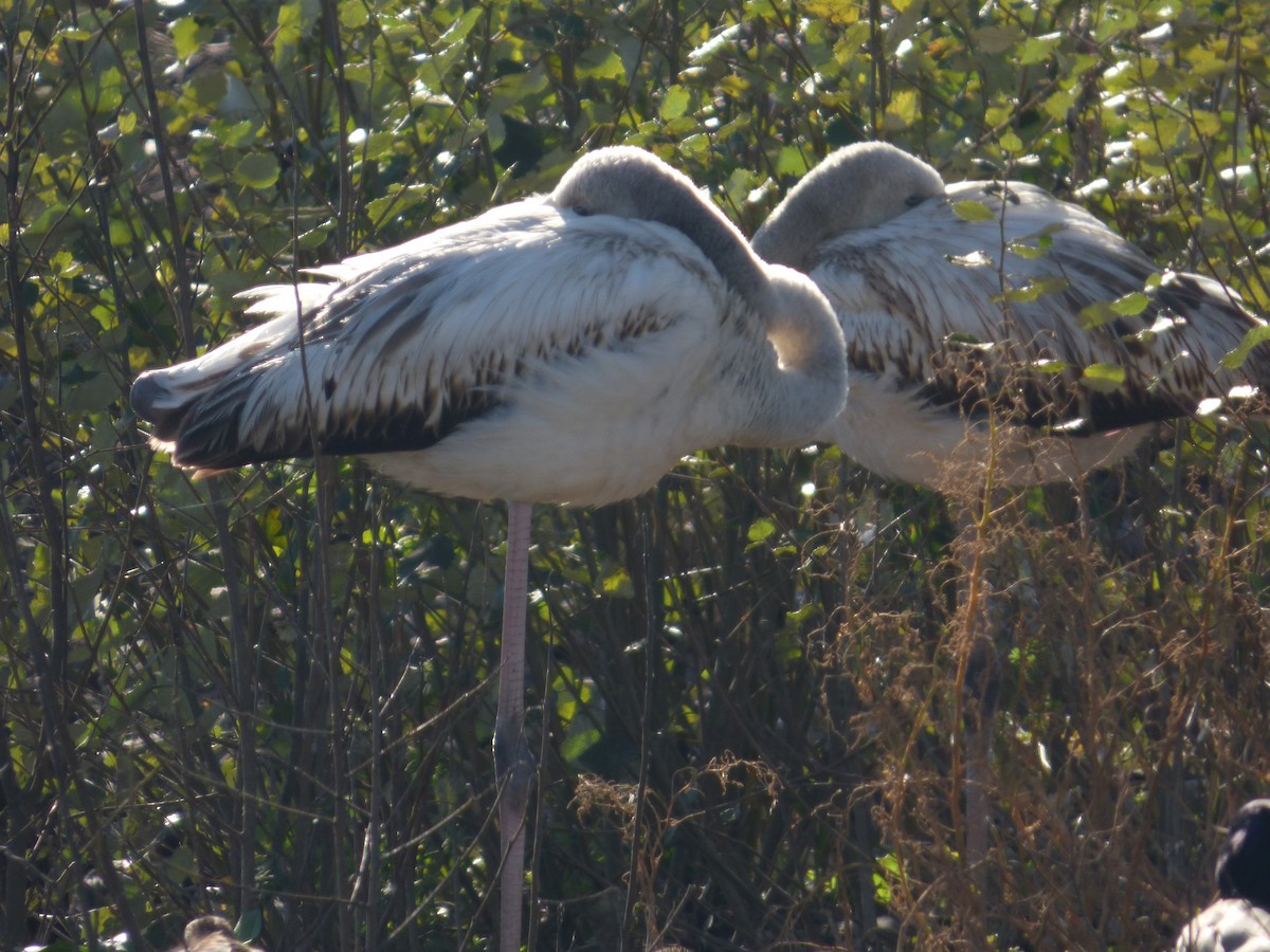 Greater Flamingo - ML647219707