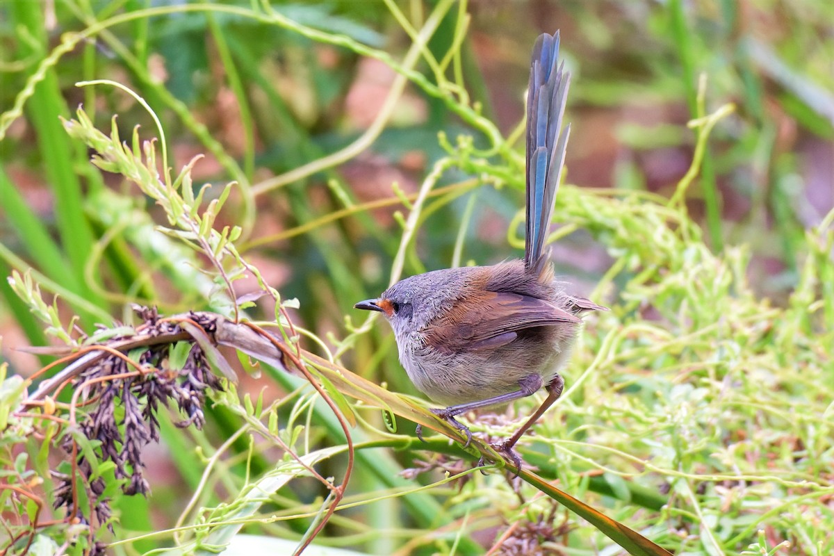 Red-winged Fairywren - ML647219715