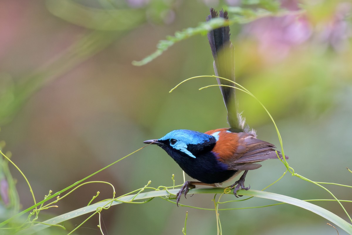 Red-winged Fairywren - ML647219716