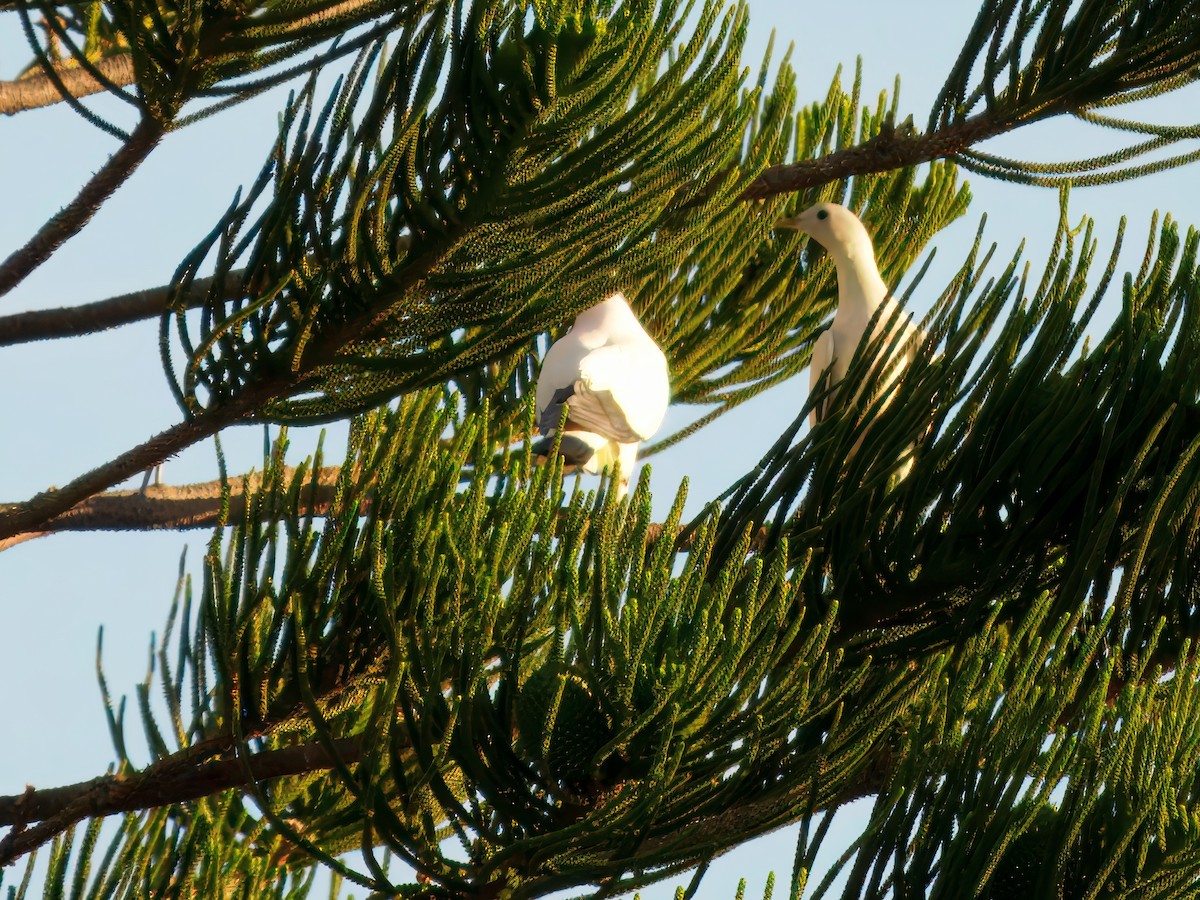 Torresian Imperial-Pigeon - ML647219721