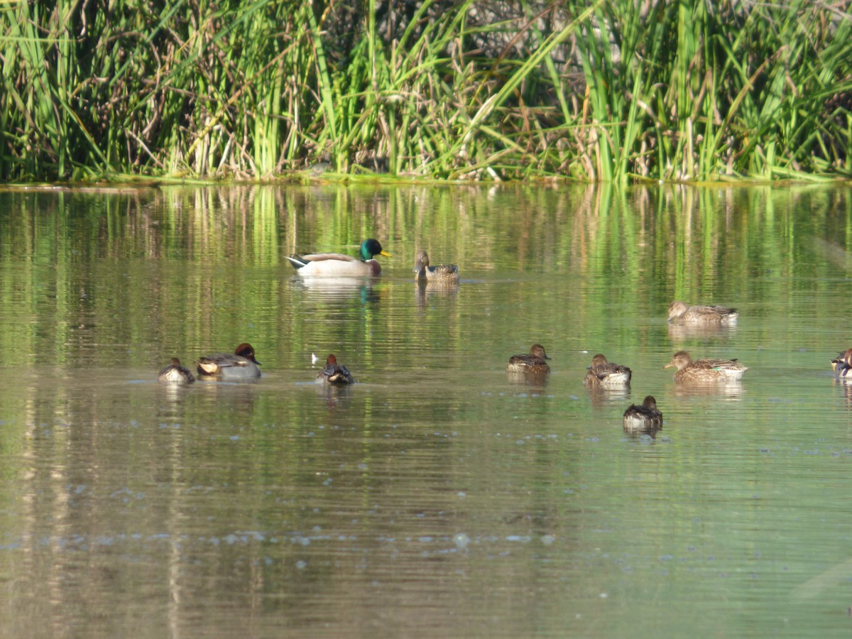 Green-winged Teal - ML647219722