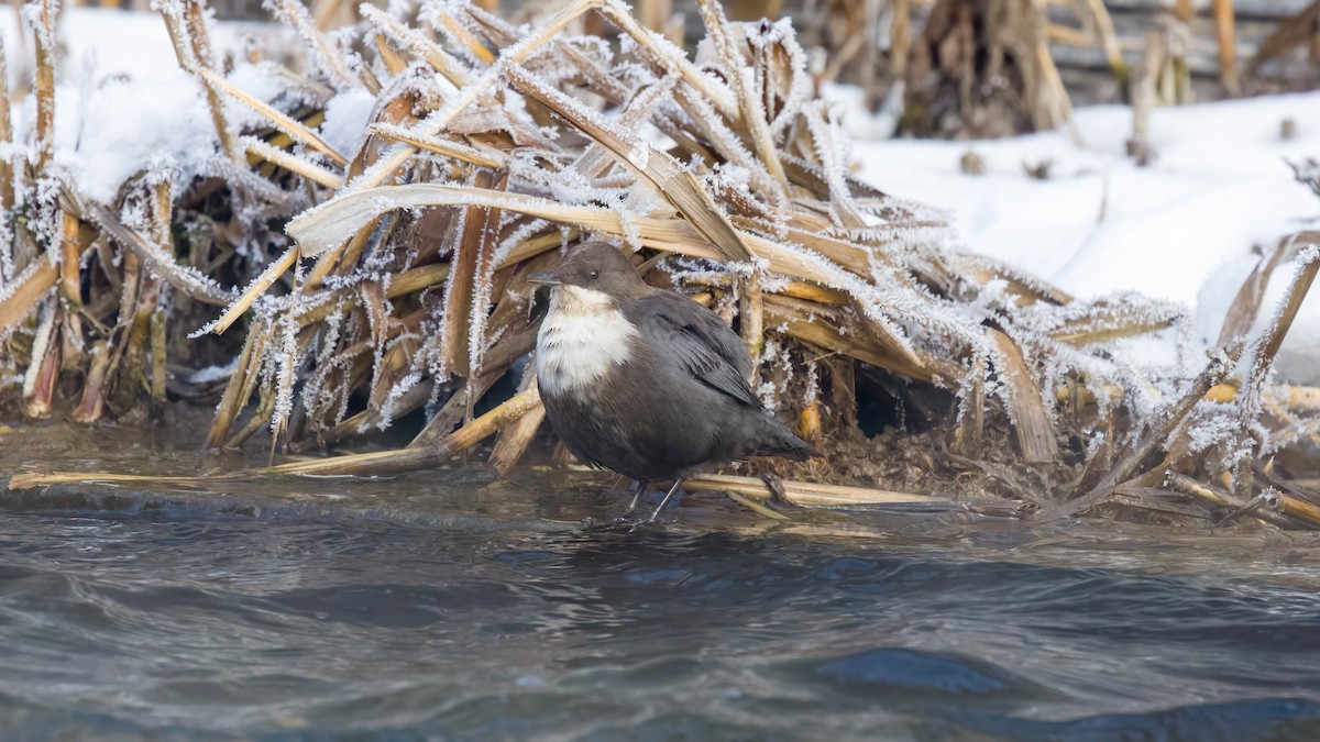 White-throated Dipper - ML647219732