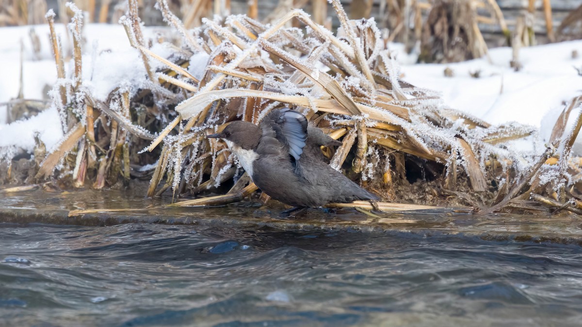 White-throated Dipper - ML647219733