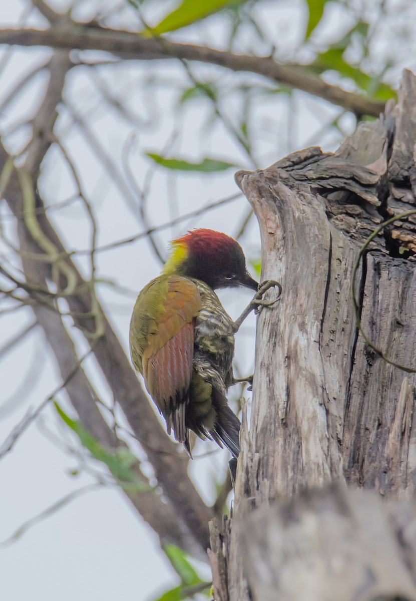 Küçük Sarıense - ML647219737