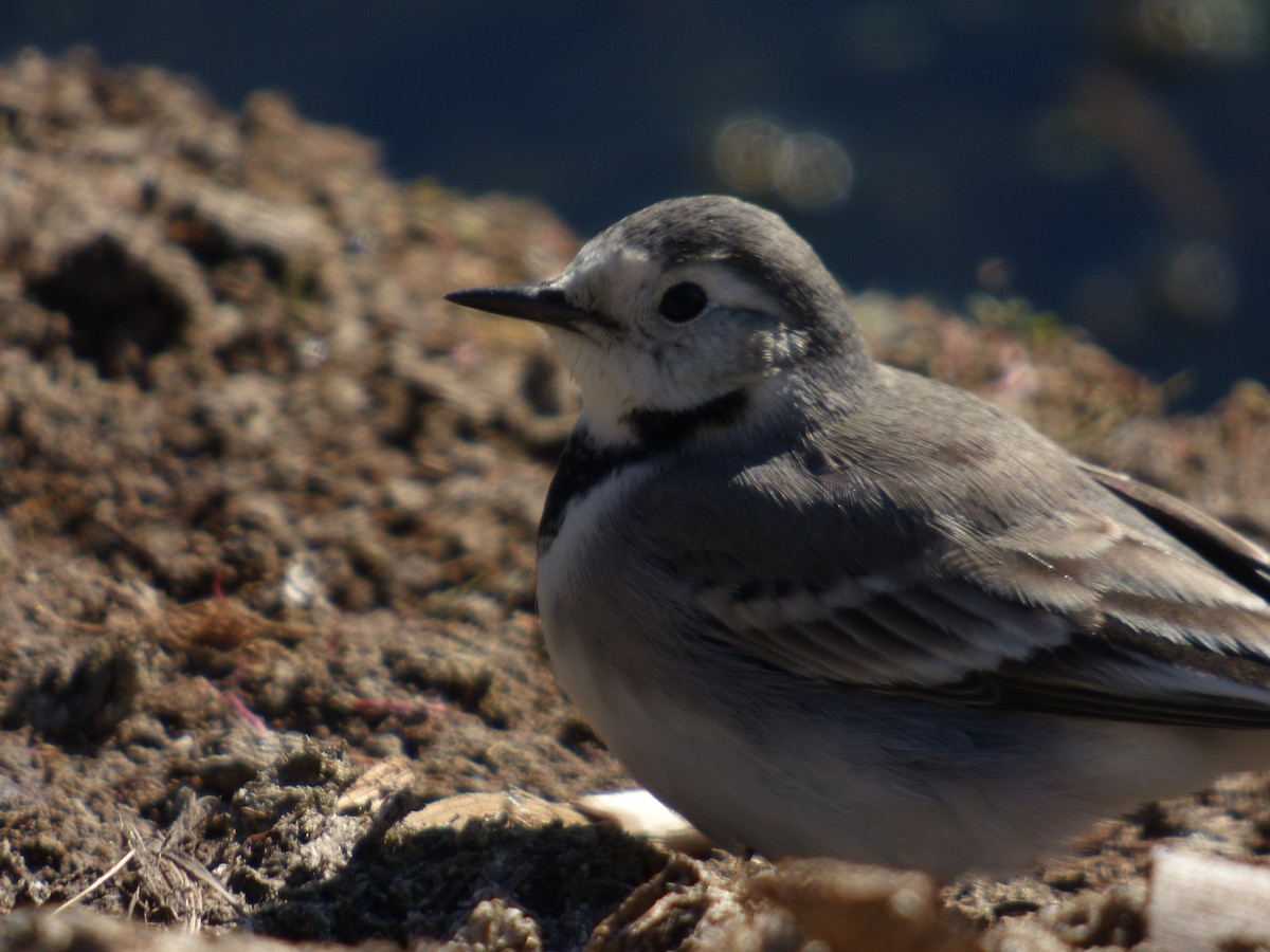 White Wagtail - ML647219747