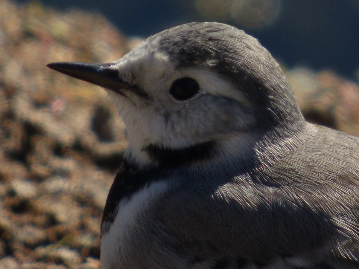 White Wagtail - ML647219748
