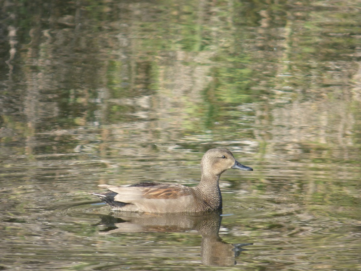 Gadwall - ML647219761