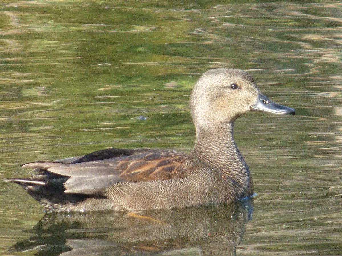 Gadwall - ML647219762