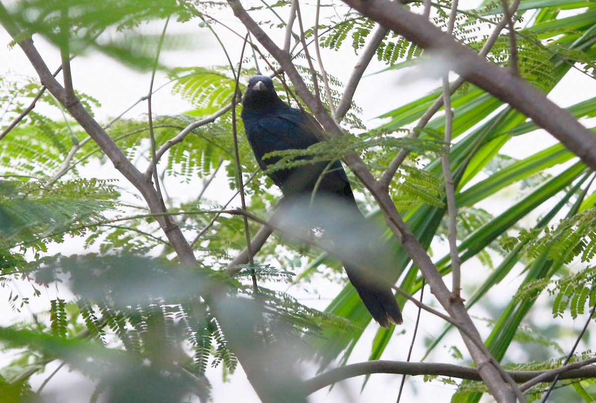 Asian Koel - ML647219797
