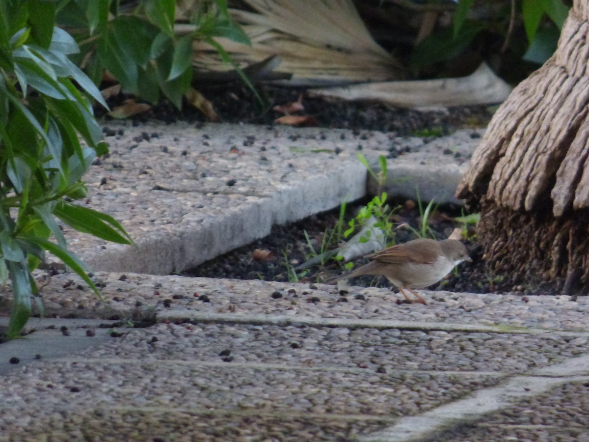 Greater Whitethroat - ML647219799