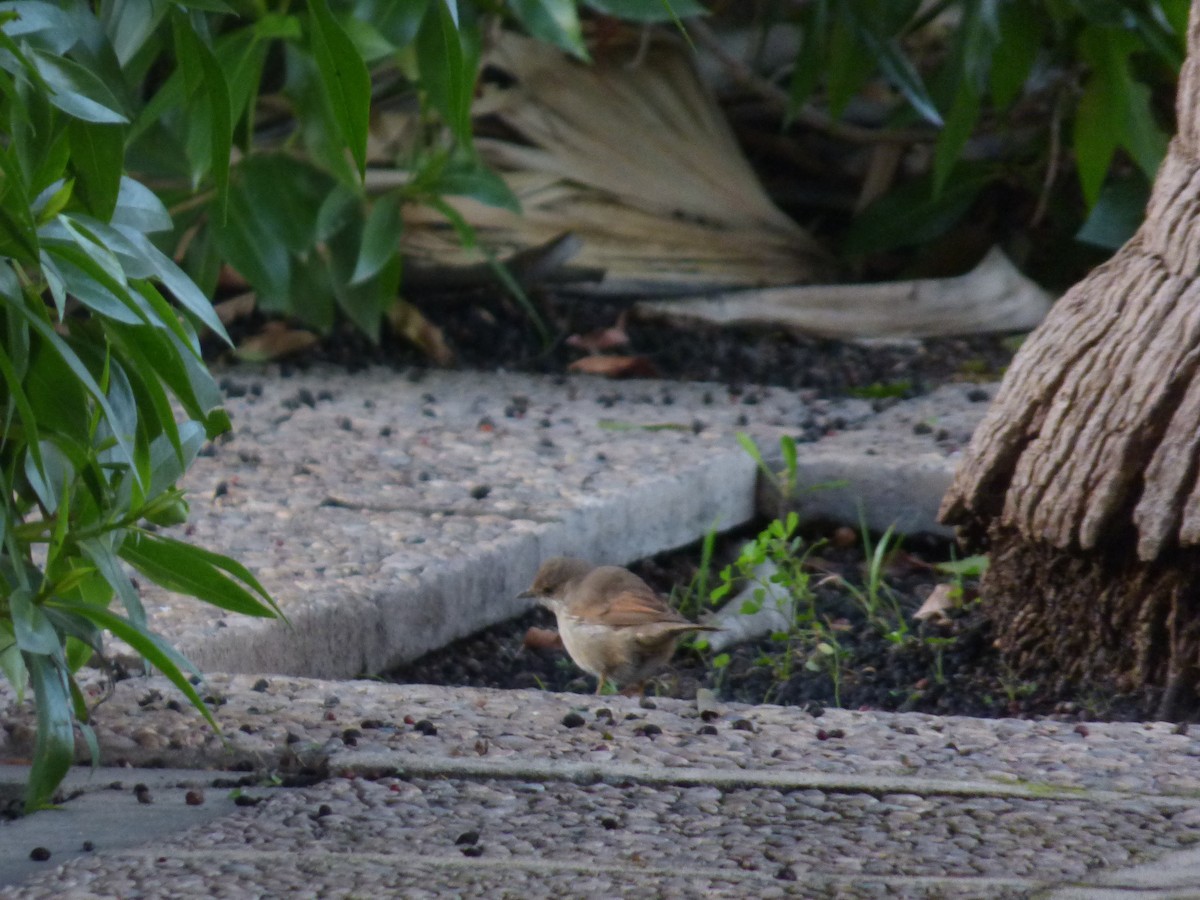 Greater Whitethroat - ML647219801