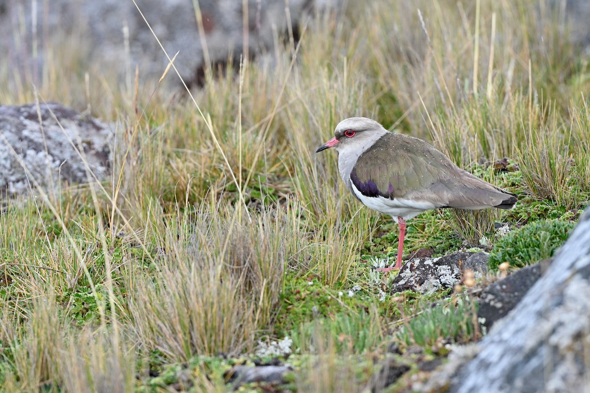 Andean Lapwing - ML647219802