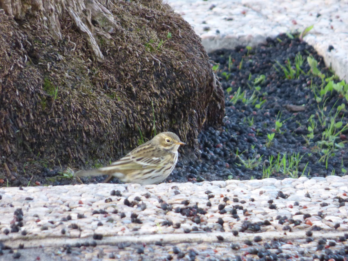 Meadow Pipit - ML647219809