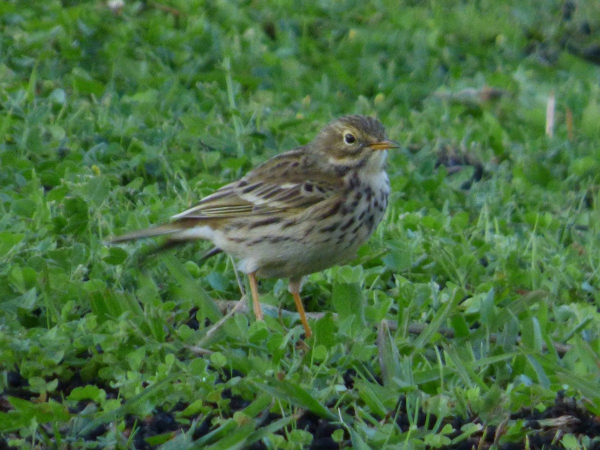 Meadow Pipit - ML647219810