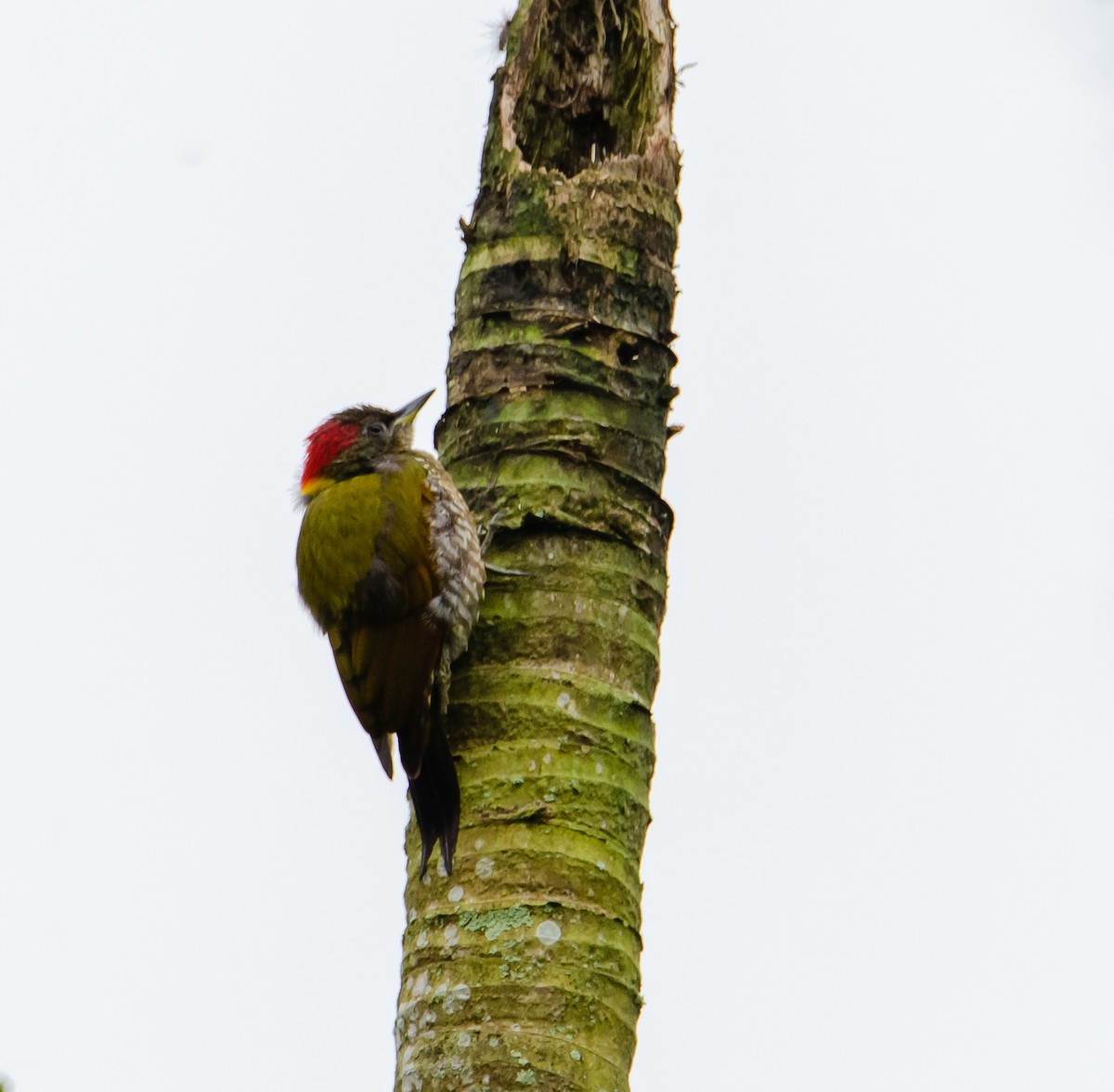 Küçük Sarıense - ML647219820