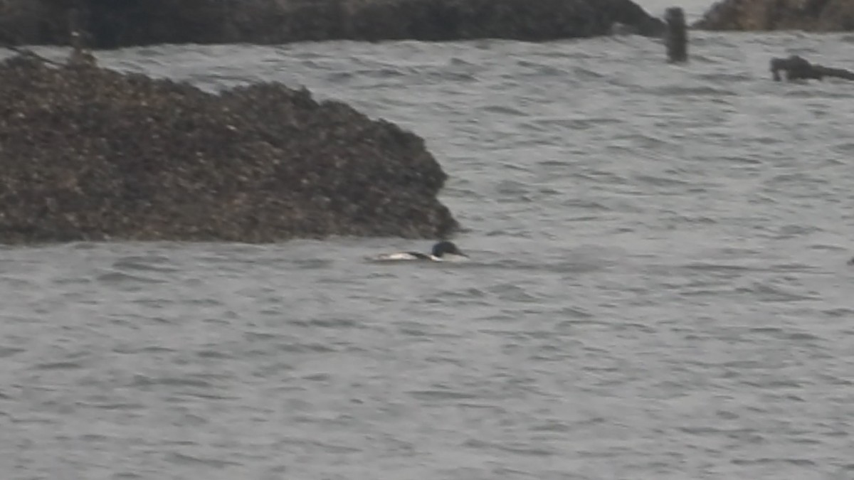 Common Merganser - ML647219836