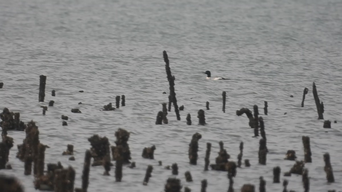 Common Merganser - ML647219837