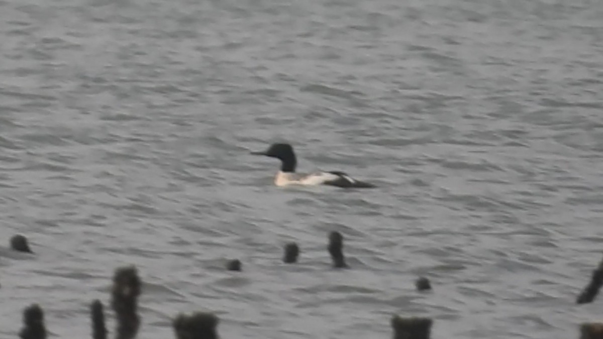 Common Merganser - ML647219838