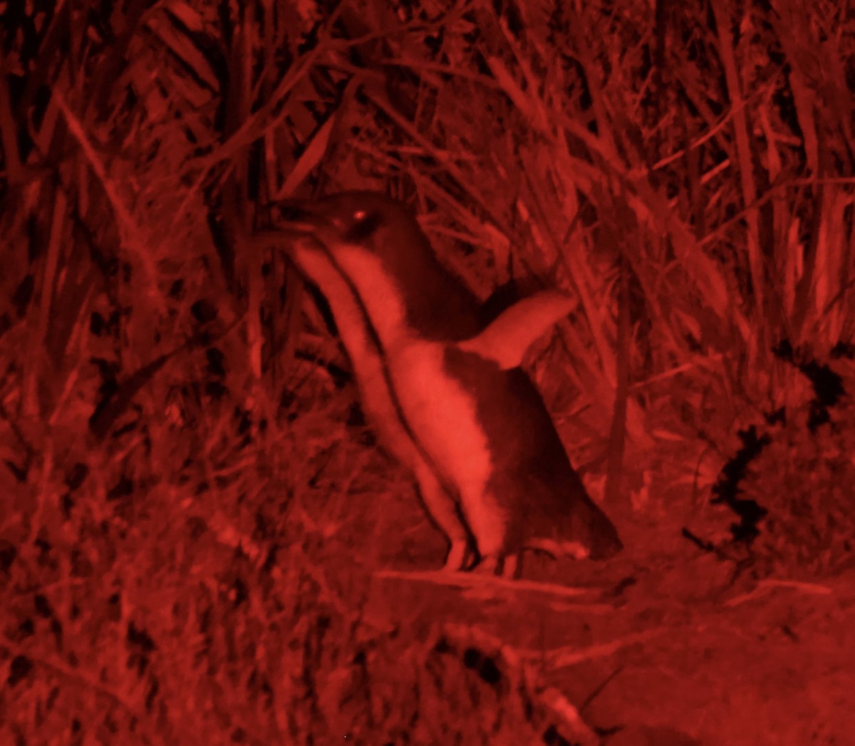 Малый пингвин - ML647219846