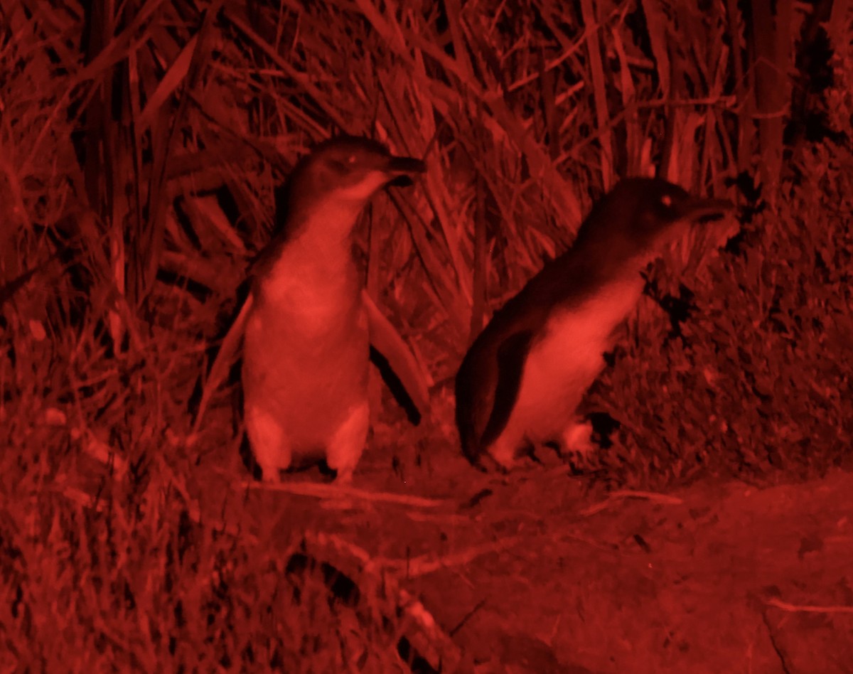 Малый пингвин - ML647219847