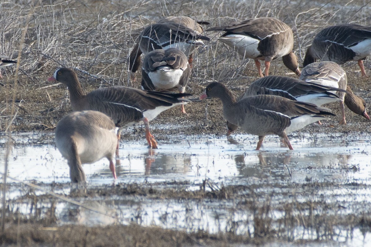 Гуска мала - ML647219854