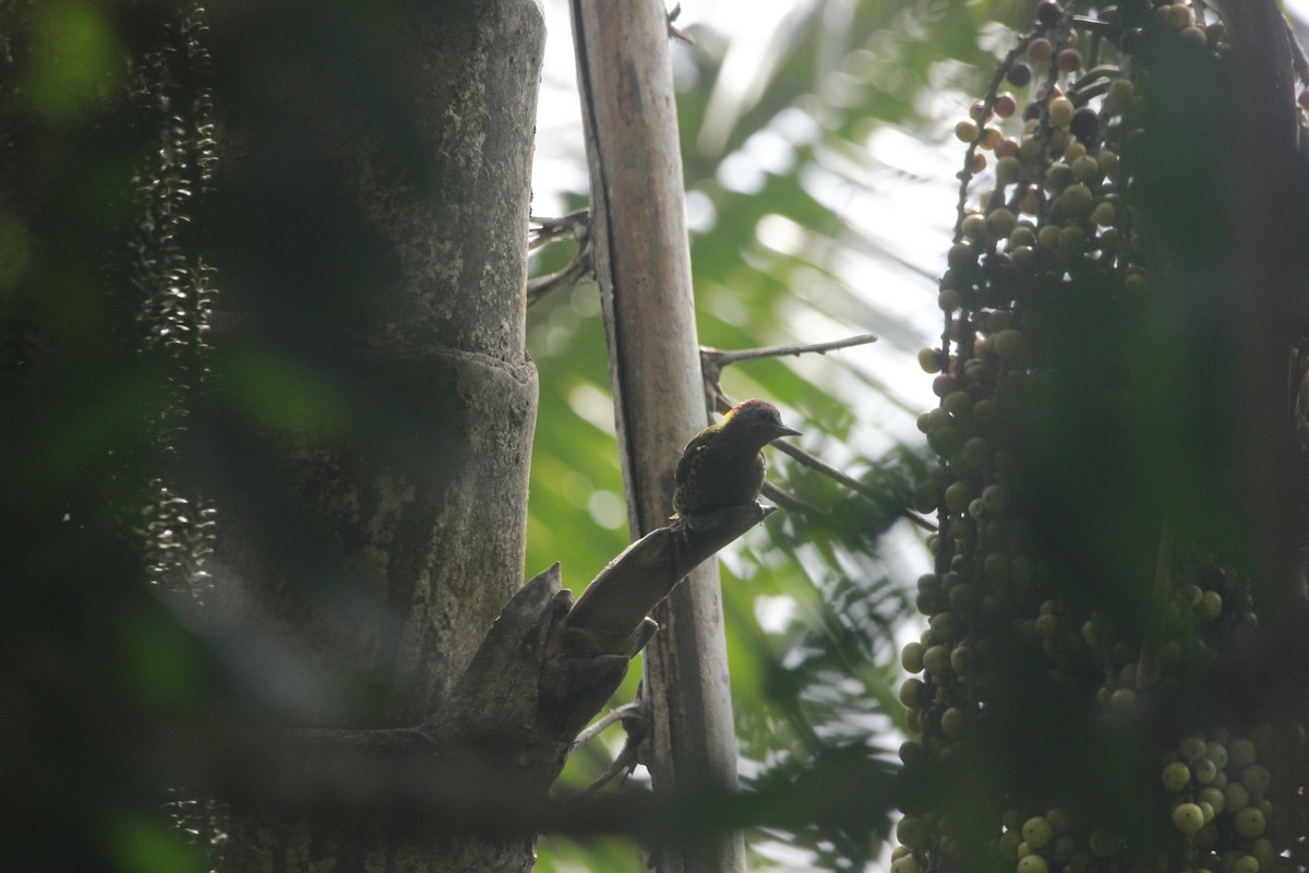 Küçük Sarıense - ML647219877