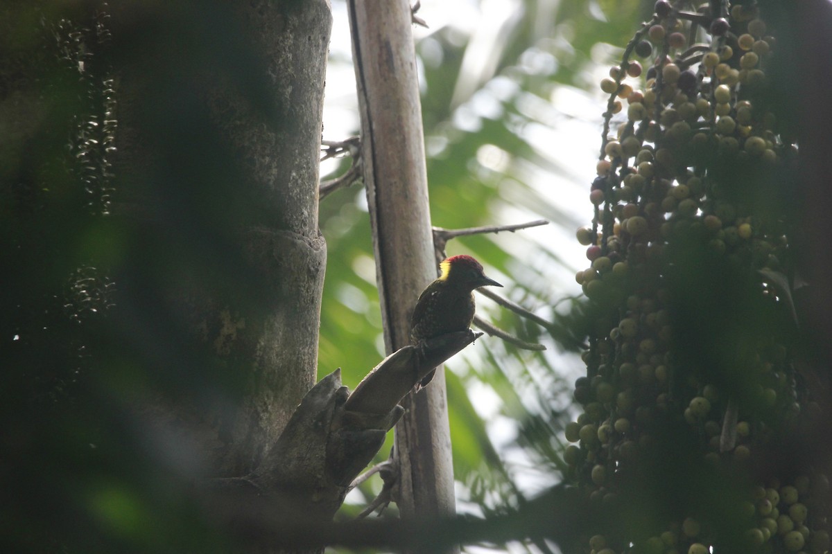 Küçük Sarıense - ML647219878