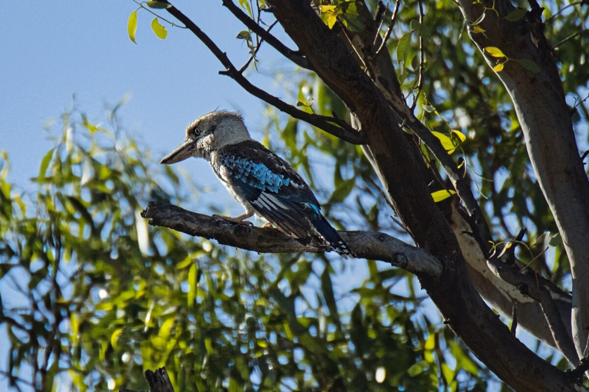 Blue-winged Kookaburra - ML647219887