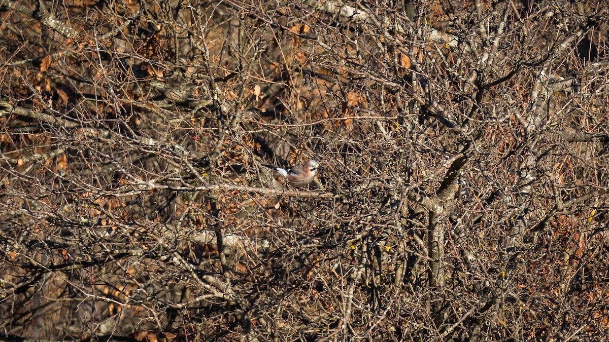 nøtteskrike - ML647219903