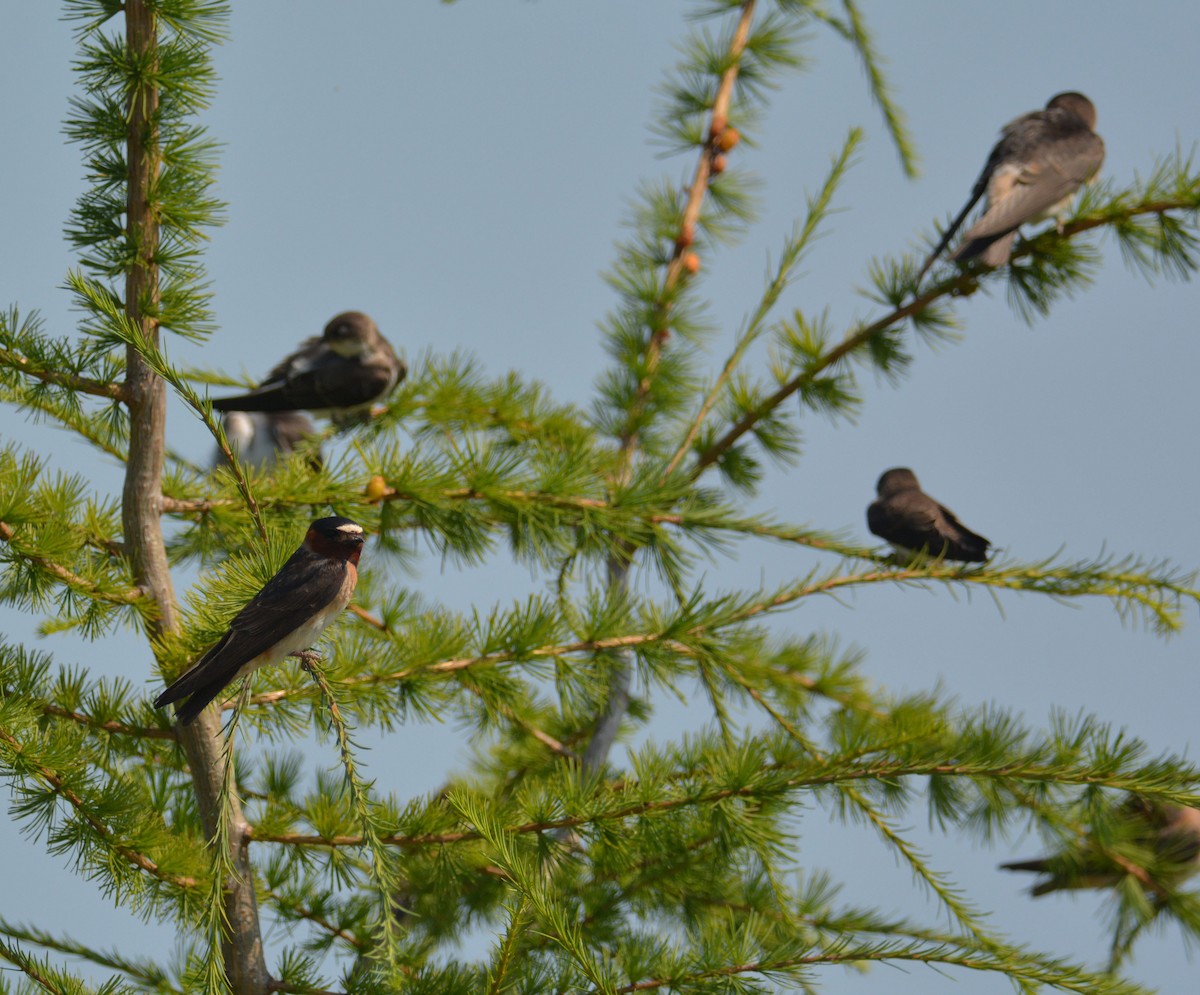 Cliff Swallow - ML64721991