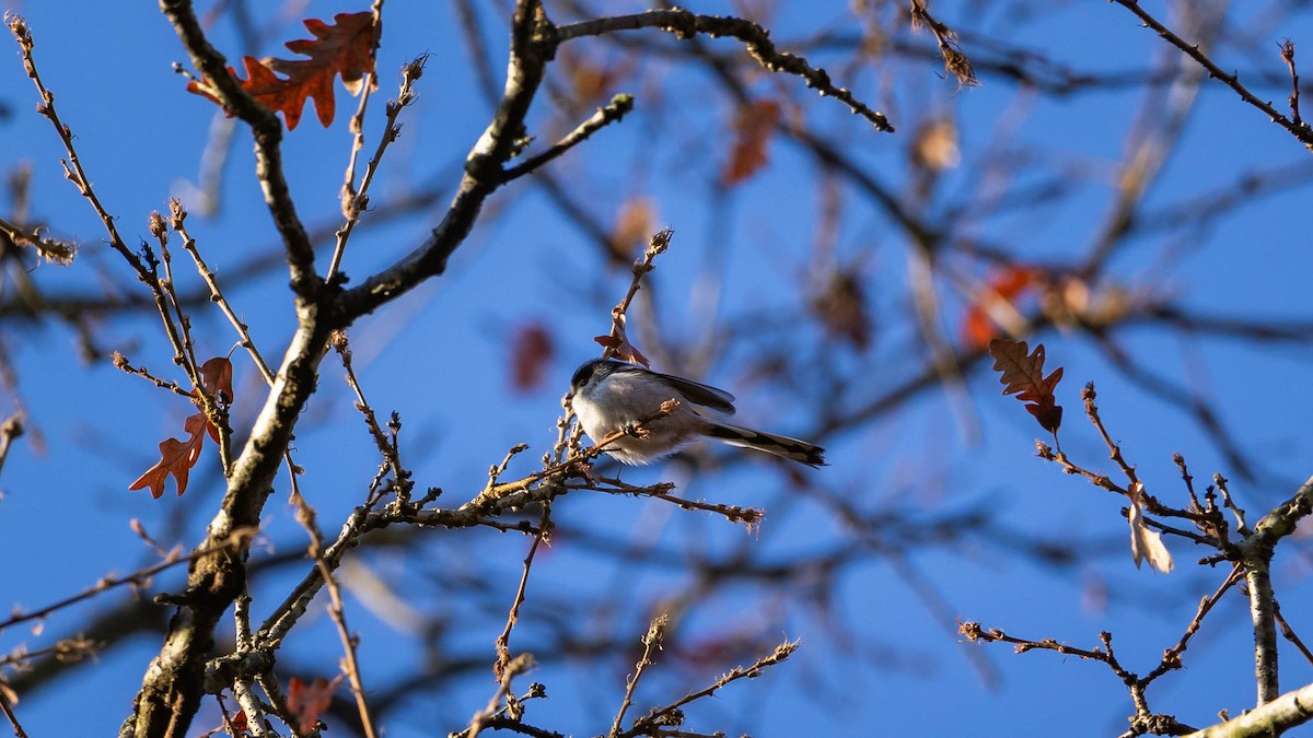 Long-tailed Tit - ML647219910