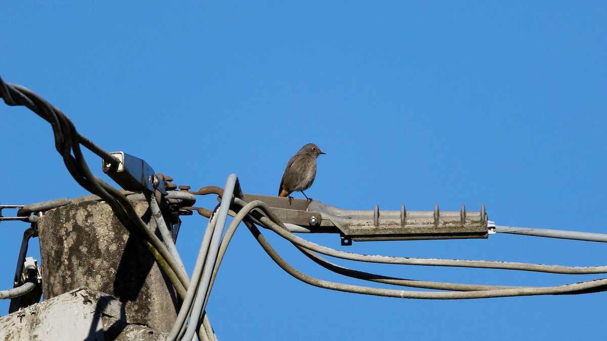 赭紅尾鴝 - ML647219912