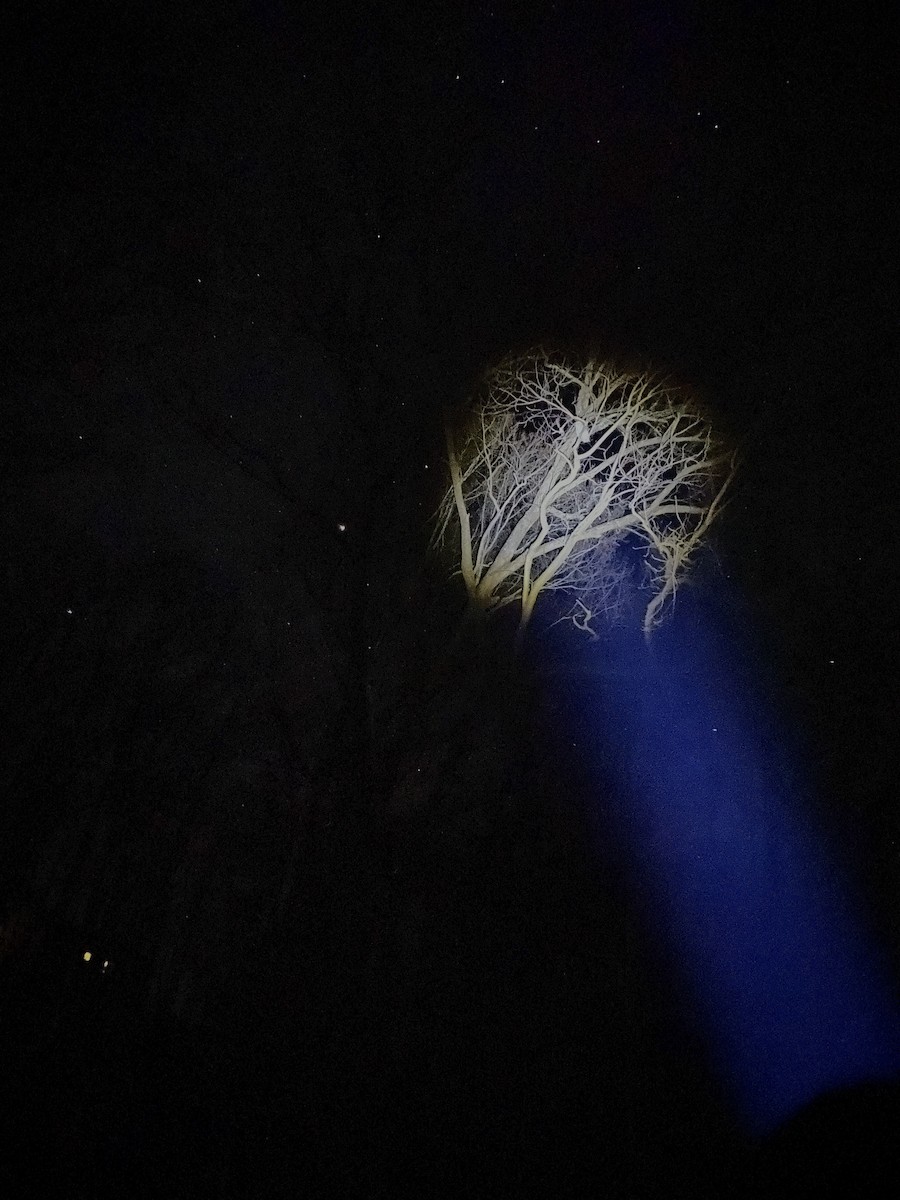 Barred Owl - ML647219920