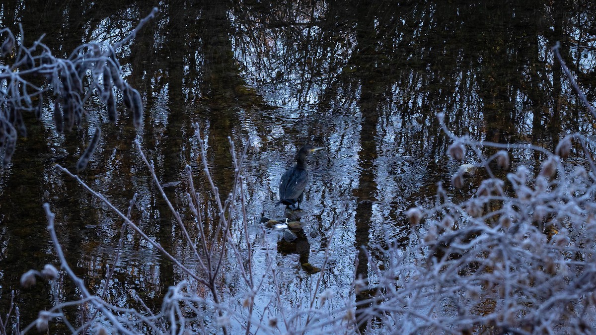 鸕鷀 - ML647219933