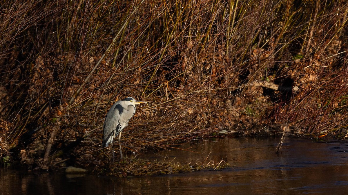 蒼鷺 - ML647219938