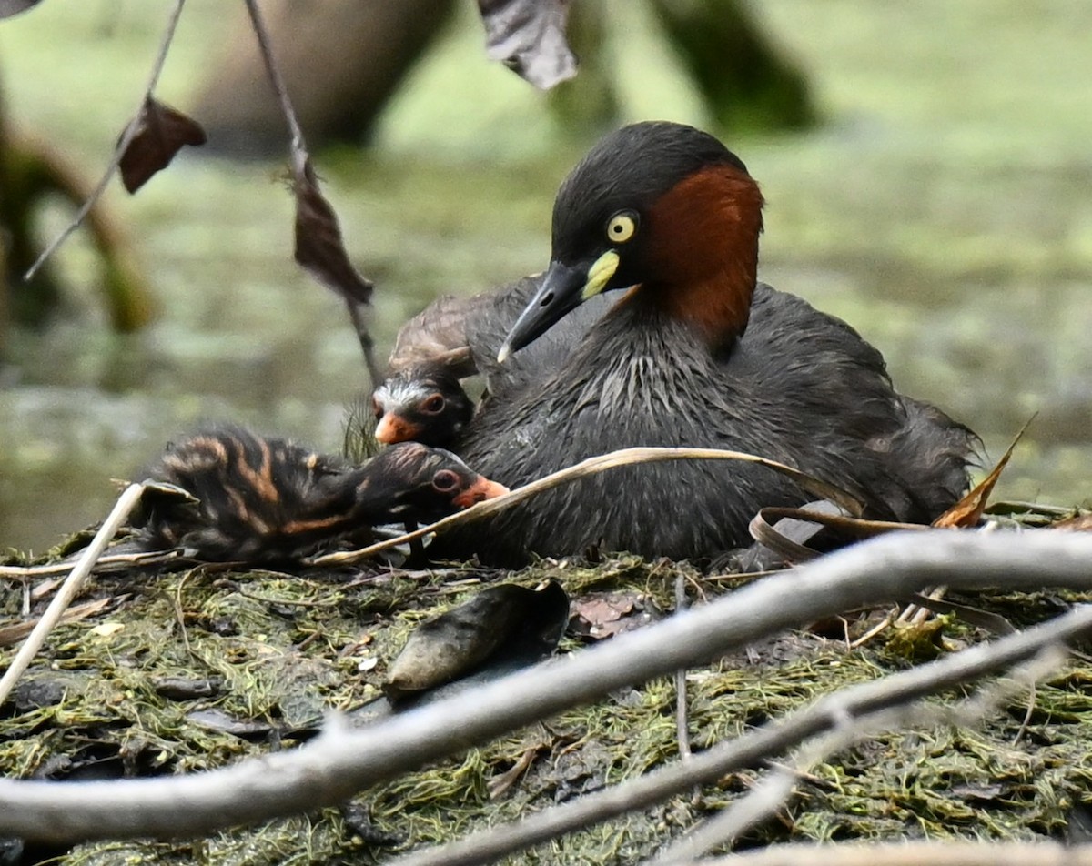 Little Grebe - ML647219941
