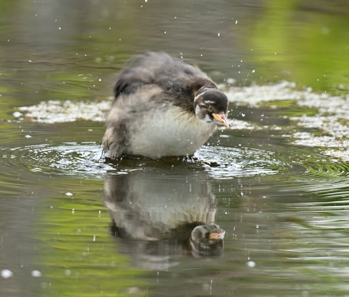 Little Grebe - ML647219942